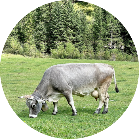 cow